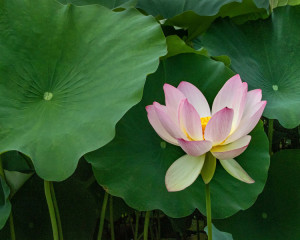65 - "Lotus Blossom" by Greg Pronevitz - Photograph - 8"x10" - $99 matted and framed - contact gregp@parula.us