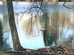87 - "Sunny Rocks (Two Turtles)" by Kendall Inglese - Photograph - 7"x5" - $50 framed - contact i2art@comcast.net