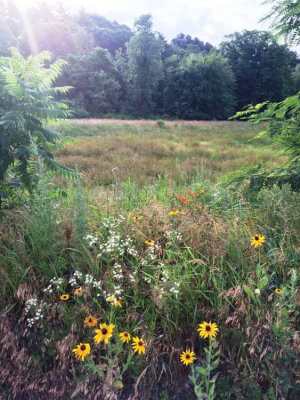 88 - "Reedy Meadow Sun" by Kendall Inglese - Photograph - 5"x7" - $50 framed - contact i2art@comcast.net