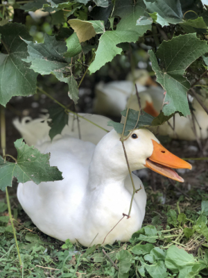 96 - "Sitting Duck" by Yvonne Blacker - Photograph - 8"x10" - NFS - contact yvonneblacker@gmail.com