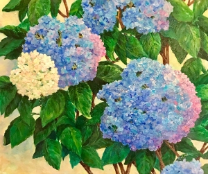 GRober-Hydrangeas