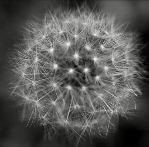LMalvone-The_Dandelion_Geometry