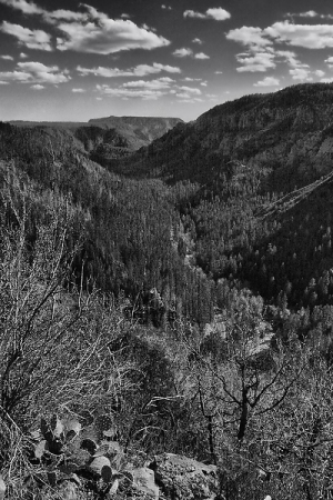 MNichols-Oak_Creek_Canyon_with_Cactus