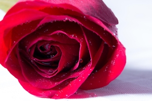 MNichols-Red_Rose_With_Droplets