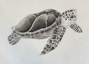 34A. Sea Turtle  by Ella  Deirmendjian