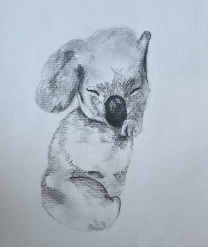34B. Sleeping Koala  by Ella  Deirmendjian