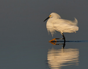 12B. Snowy Egret by Greg Pronevitz
