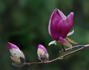 12A. Saucer Magnolia by Greg Pronevitz