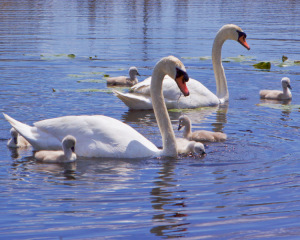 16B. Family Outing! by Shaila Desai