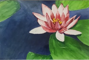 Pink Water Lily