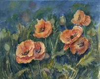 “Poppies!” 10” x 13” Watercolor