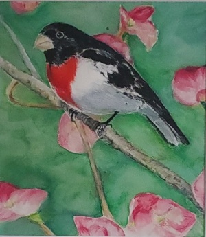Rose-breasted Grosbeak