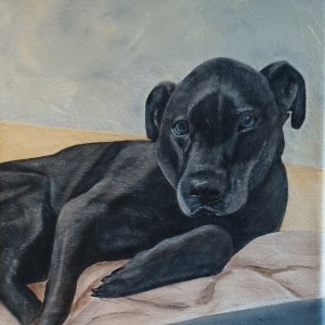 Charlie (Commission), Acrylic, 11x14 by Beverly Cook