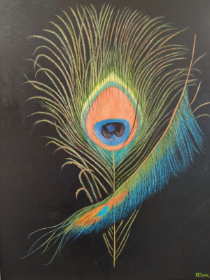 Peacock Feather