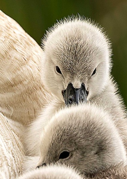 Mother Swan and Cygnets