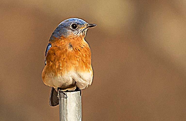 Bluebird on the Nesting Box