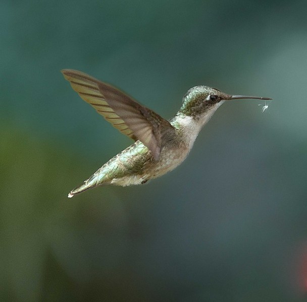My Hummingbird