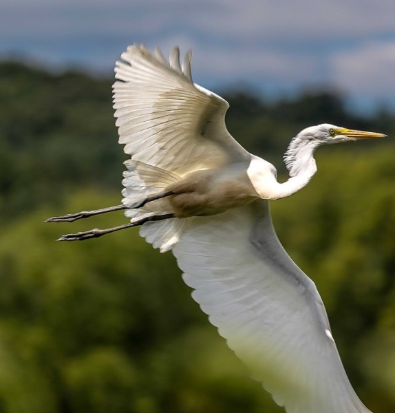 Great Egret of Great Meadows
