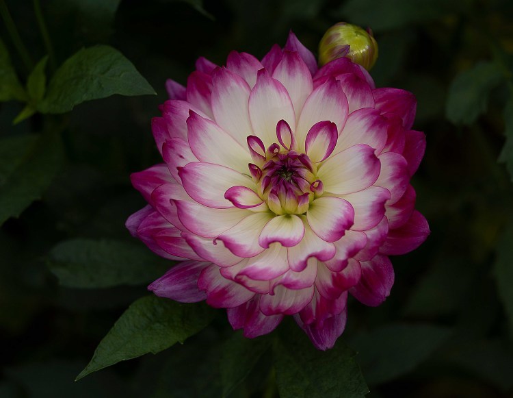 Dandy Dahlia