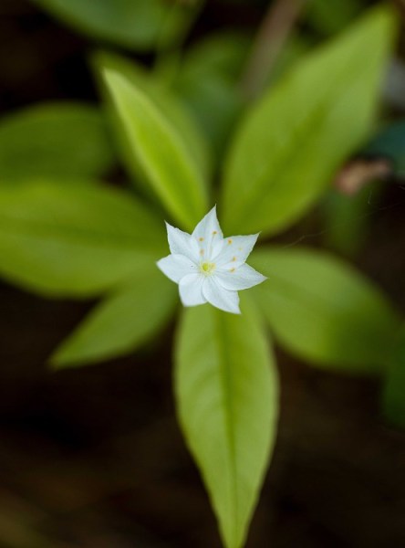 Woodland Miracle