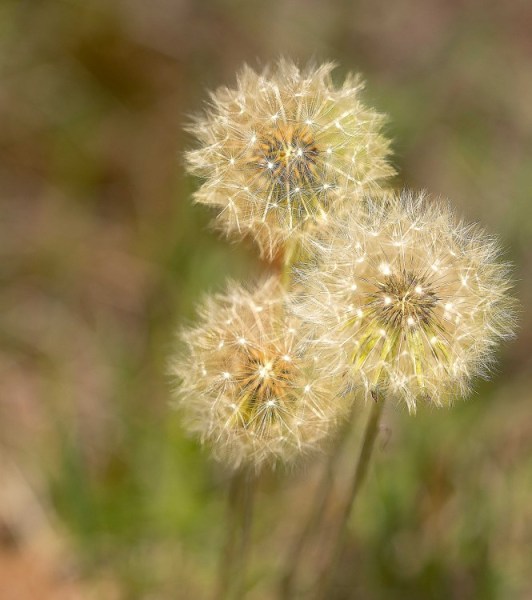 Make a Wish