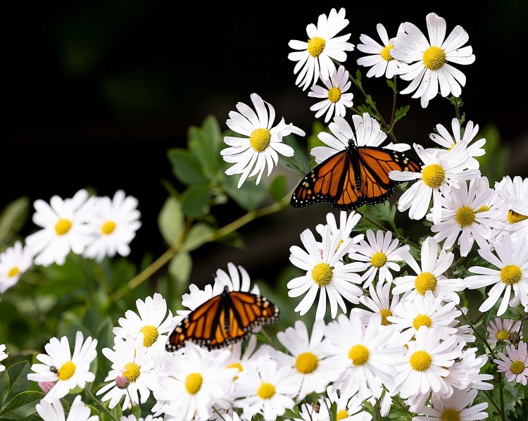 Butterfly Buddies