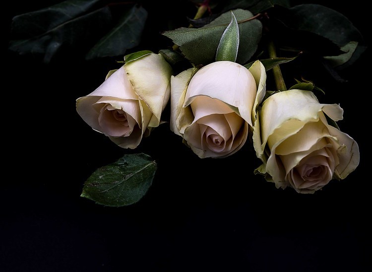 Three Roses