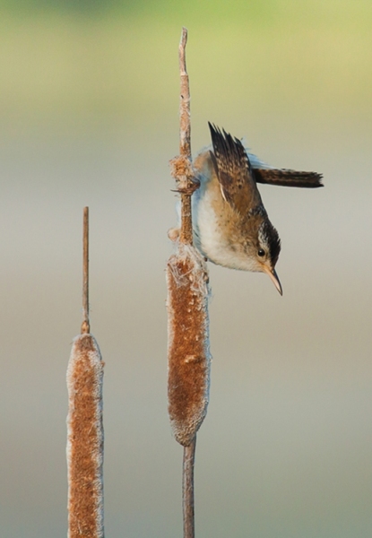 Marsh Wren