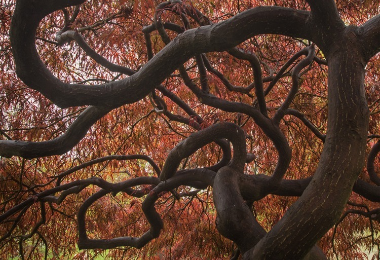 Japanese Maple
