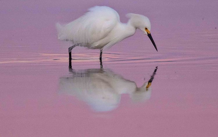 Snowy Egret at Dawn