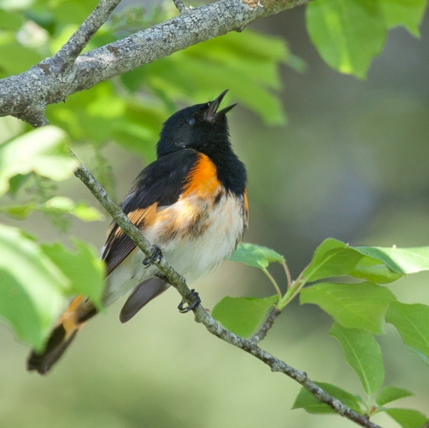 American Redstart