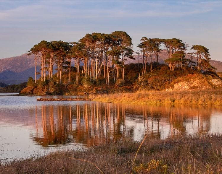 Pines Island - Ireland