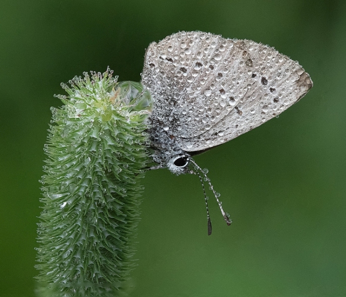 Morning Dew and Butterfly