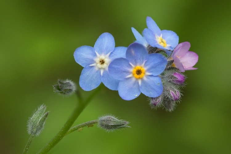 Forget-Me-Not