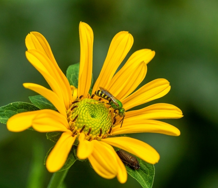 Metallic Green Bee