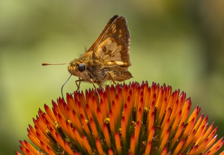 Skipper on Cone Flower