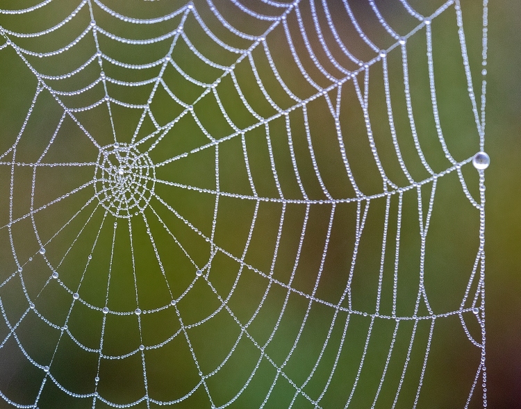 Spider Web Dew