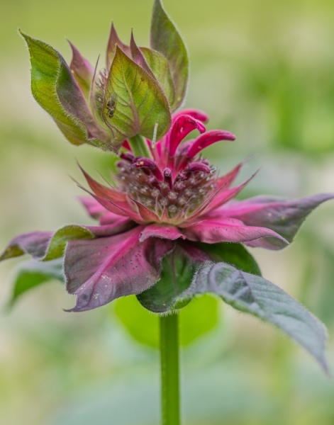 Double Blossom Bee Balm
