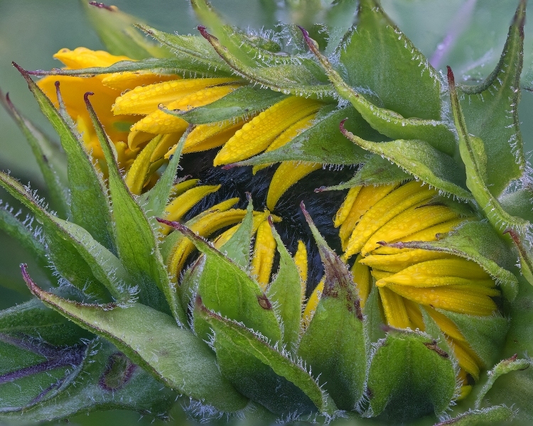 Blossoming Sunflower