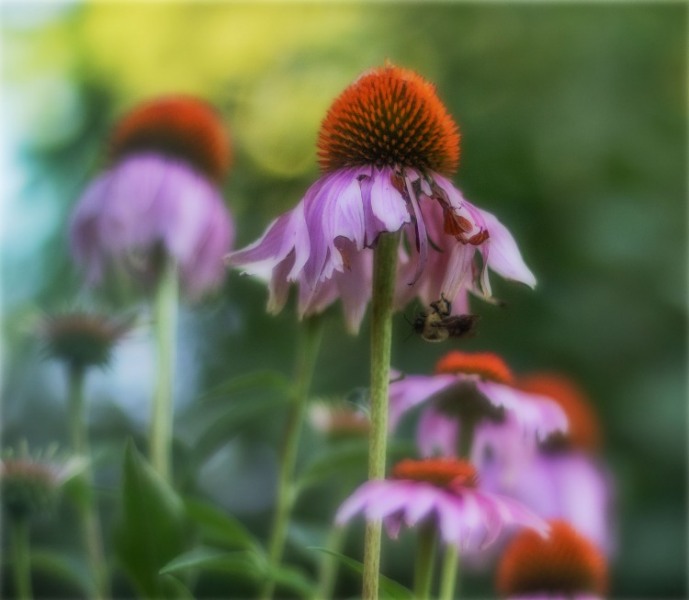 Cone Flowers