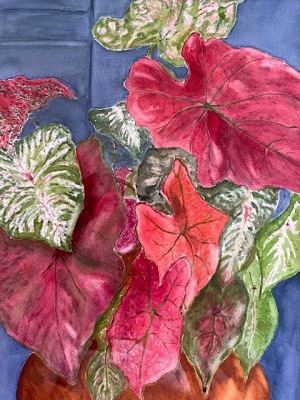 Colorful Caladiums