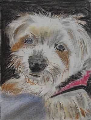 Dog by Jack Fay