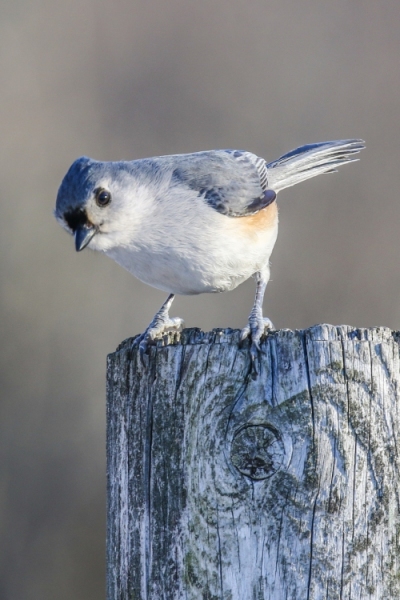 Tufted Titmouse - I'm Listening