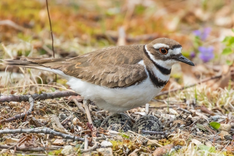Kildeer Tending Eggs