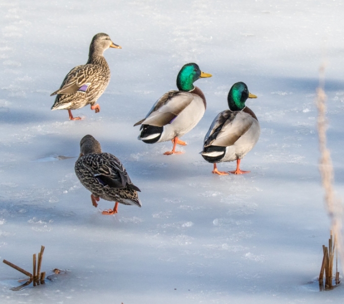 Four Mallards Strolling on Ice