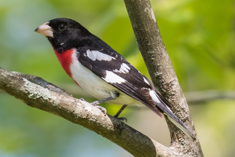 Rose-breasted Grosbeak