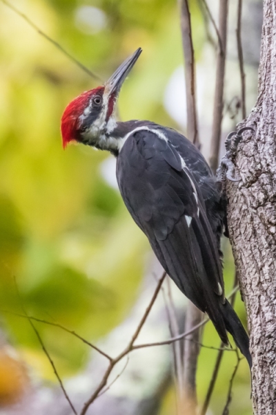 Piliated Woodpecker