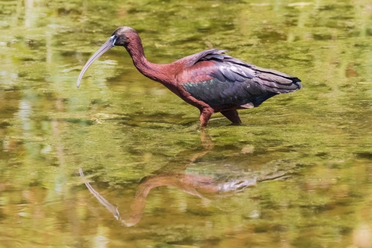 Glossy Ibis Wading