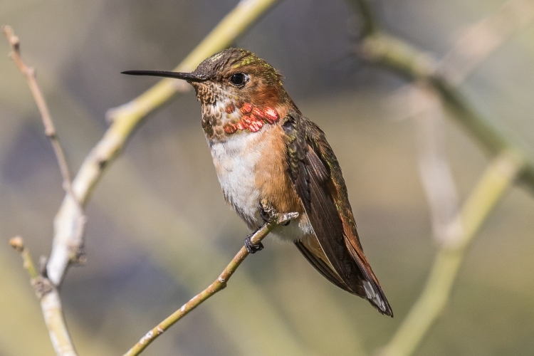 Allen's Hummingbird