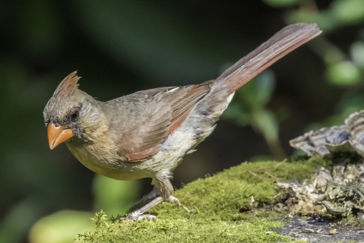 Northern Cardinal Female